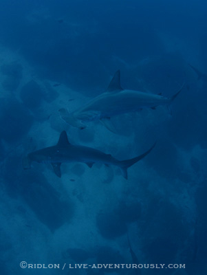hammerhead sharks at cocos island